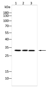 ASRGL1 Antibody