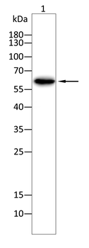FUBP3 Antibody