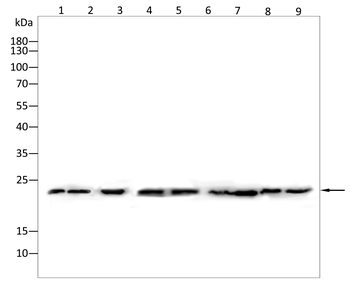 EPO Antibody