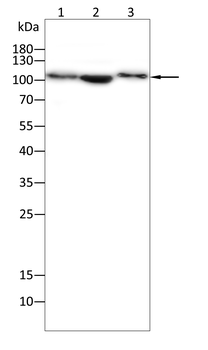 GRIA3 Antibody