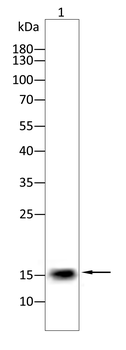 CST3 Antibody