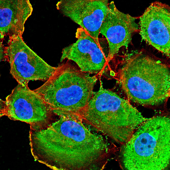 COPS7B Antibody