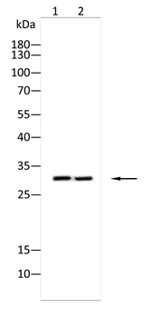 COPS7B Antibody