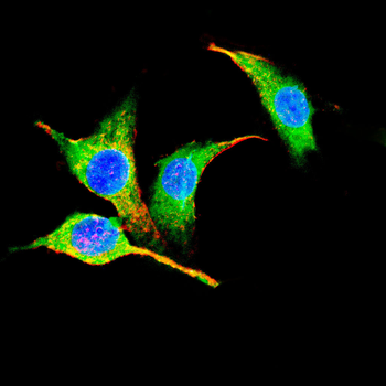 COPS7B Antibody