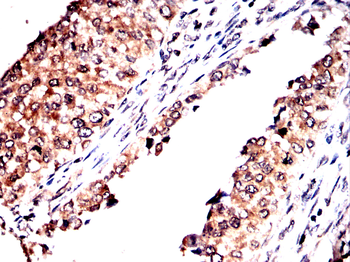 COPS7B Antibody