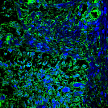 COPS7B Antibody
