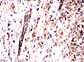 COPS7B Antibody