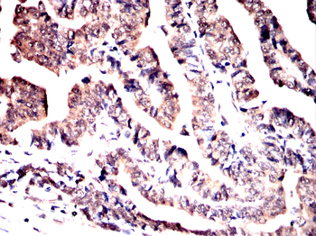 COPS7B Antibody