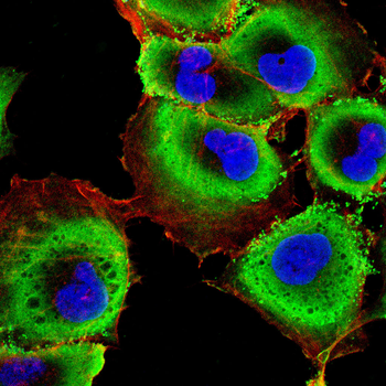 GHRL Antibody