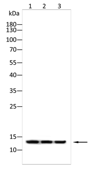 GHRL Antibody