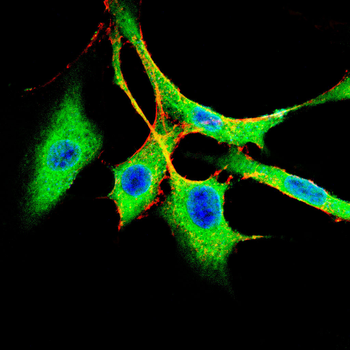 GHRL Antibody