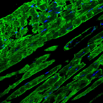 SLC16A3 Antibody