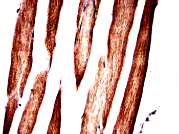 SLC16A3 Antibody