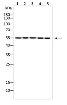 SLC16A3 Antibody