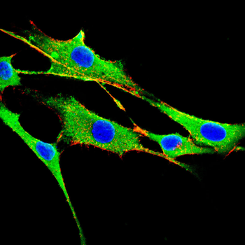 SLC16A3 Antibody