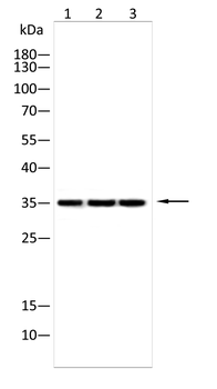 TMED5 Antibody