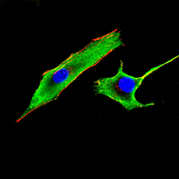 TMED5 Antibody