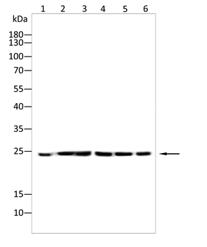 TMED5 Antibody