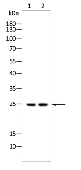 TMED5 Antibody