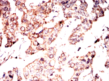 UCHL1 Antibody