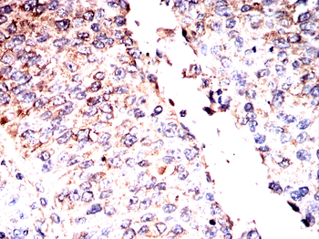 UCHL1 Antibody