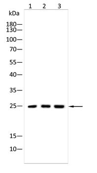 UCHL1 Antibody