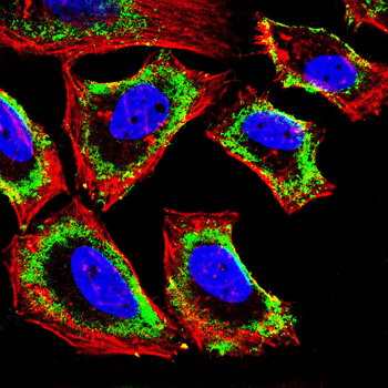 MARCO Antibody