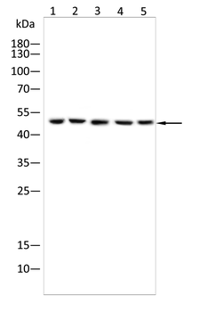 MARCO Antibody