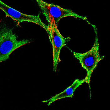 MARCO Antibody