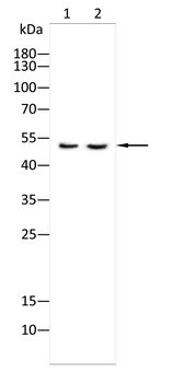 MARCO Antibody