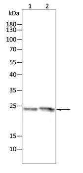 CD69 Antibody