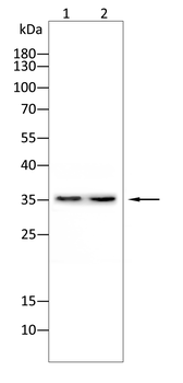 F3 Antibody
