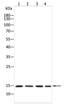 PVALB Antibody