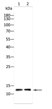 PVALB Antibody