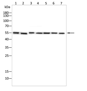 TEAD1 Antibody