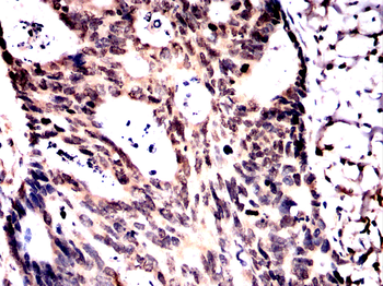 TEAD1 Antibody
