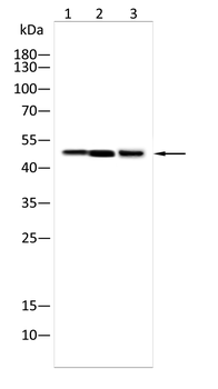 TEAD1 Antibody