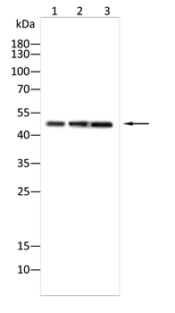 TEAD1 Antibody