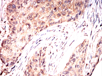 BMAL1 Antibody
