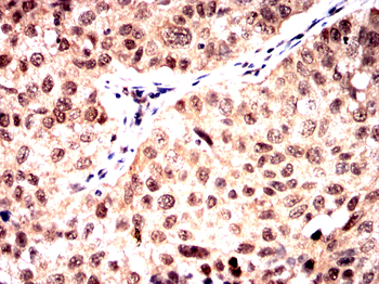 BMAL1 Antibody