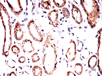 LAMC2 Antibody