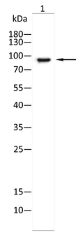 TLR1 Antibody