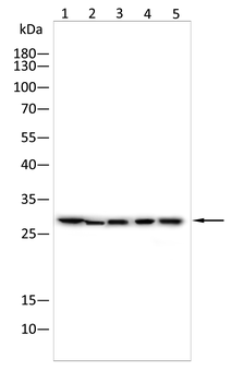 CLDN18 Antibody