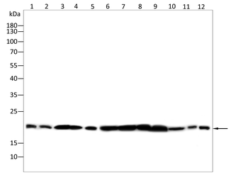 CLDN18 Antibody