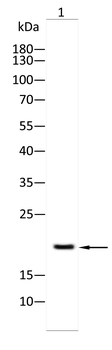 CLDN18 Antibody