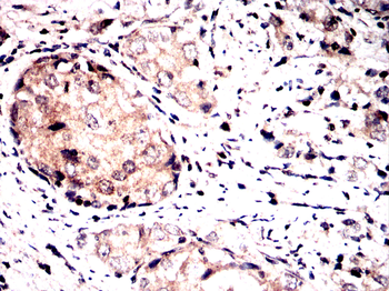 Flag tag antibody