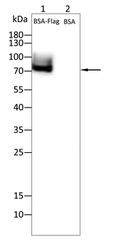 Flag tag antibody