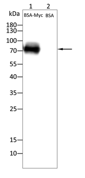 Myc tag antibody
