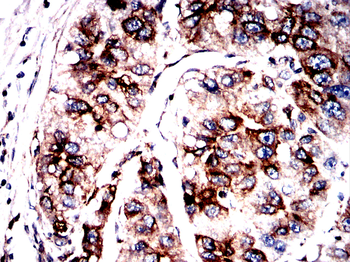 TUBB Antibody