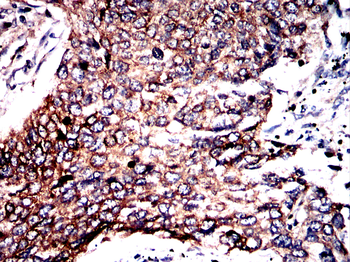 TUBB Antibody